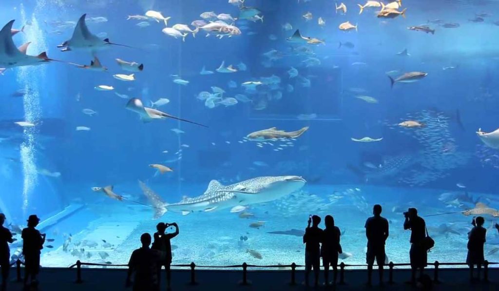 ncc linate gardaland